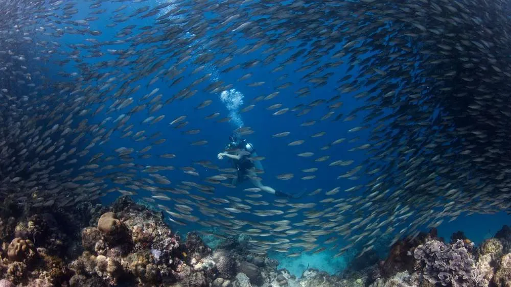 cebu